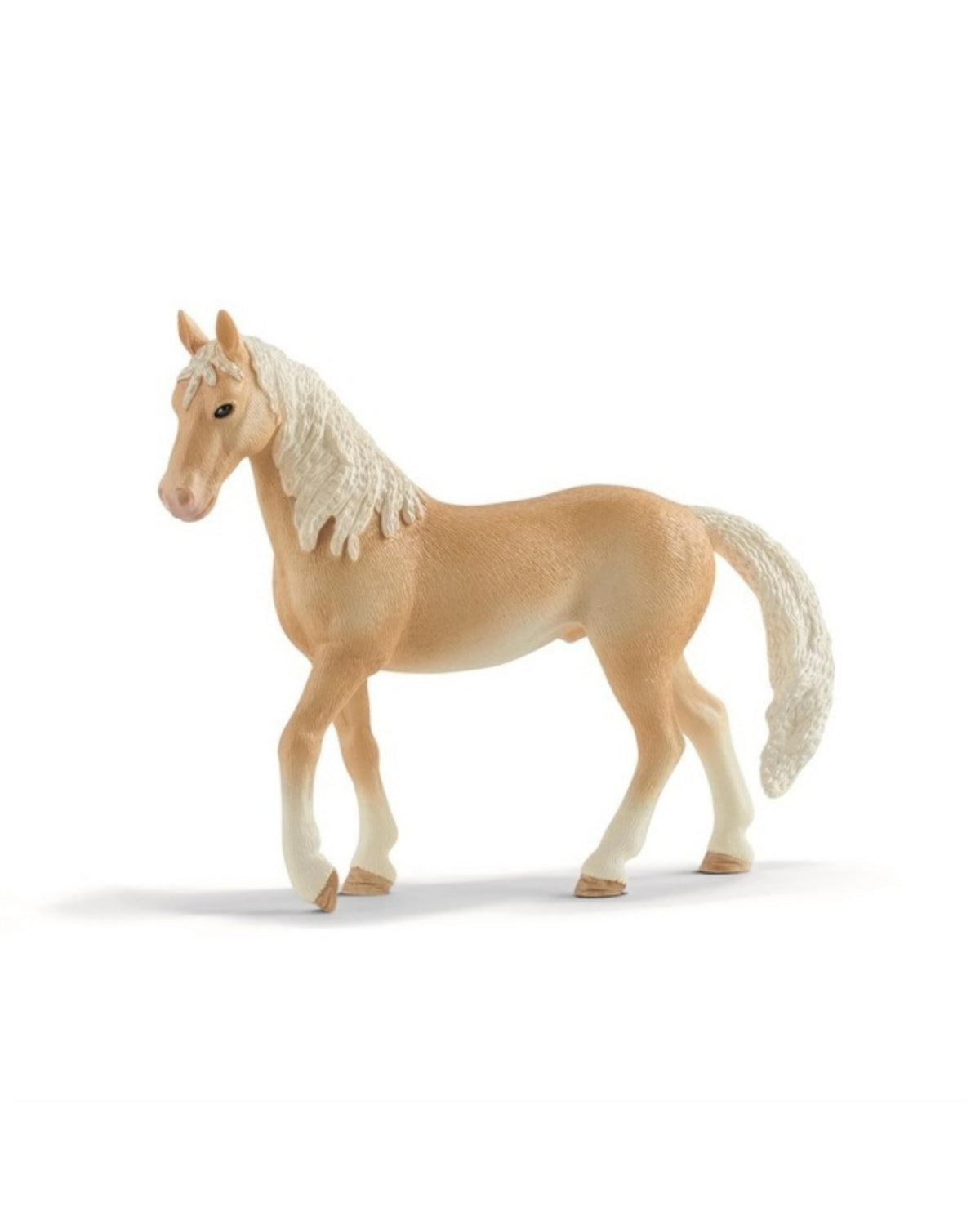 Achal Tekkiner stallion - Hingst 13911