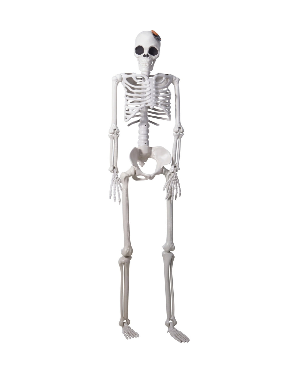 Halloween-skelet 165 cm