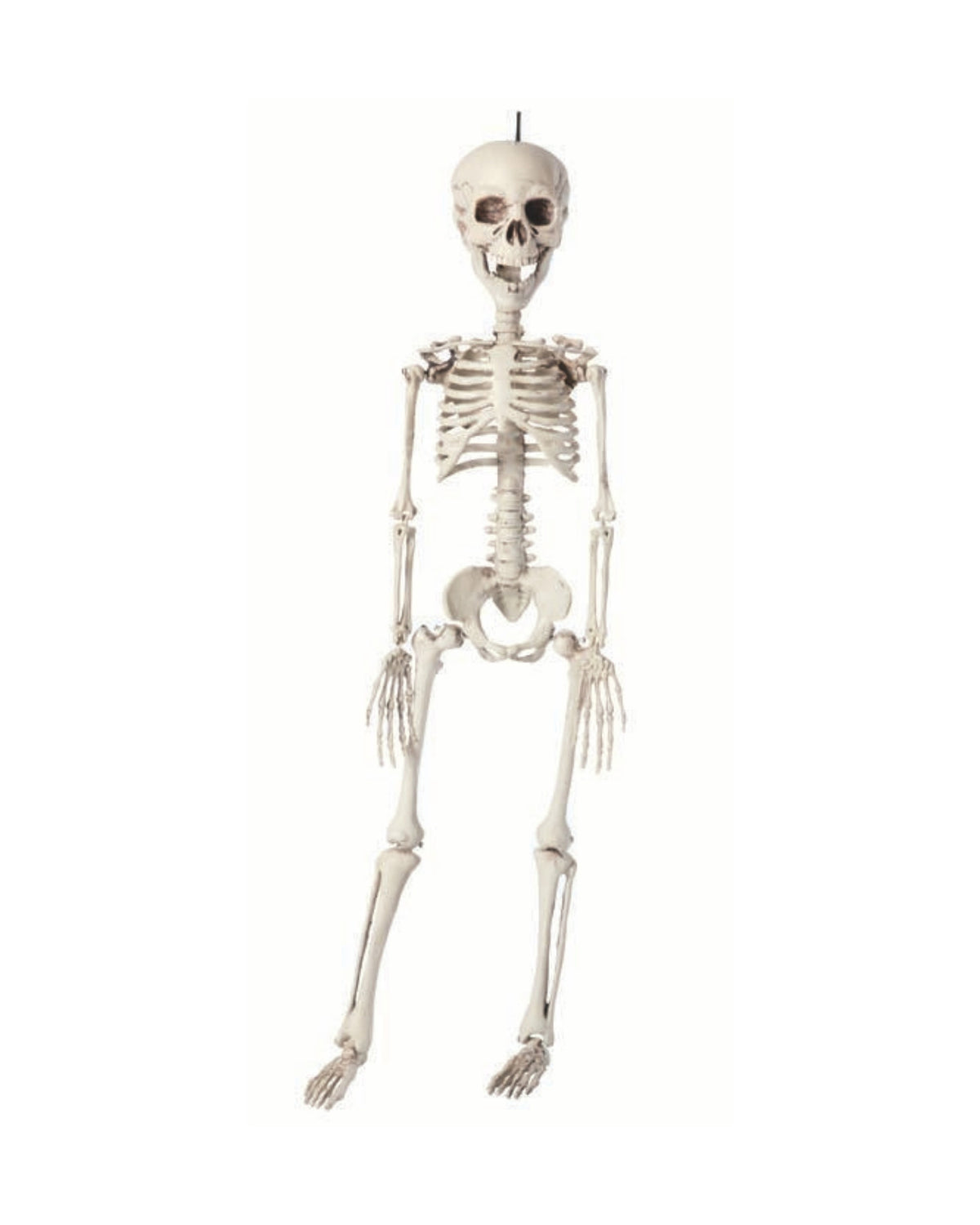 Skelet 40cm i plastic